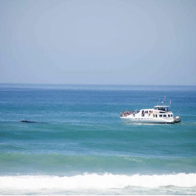 Whale Watching