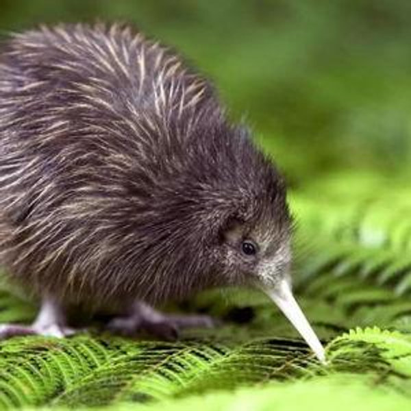 Our New Zealand Honeymoon Fund