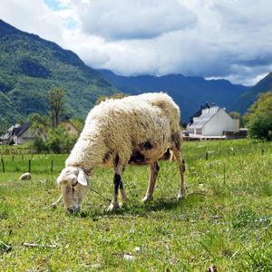 Buy cheese from random farm we pass