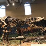 Carnegie Museum of Natural History