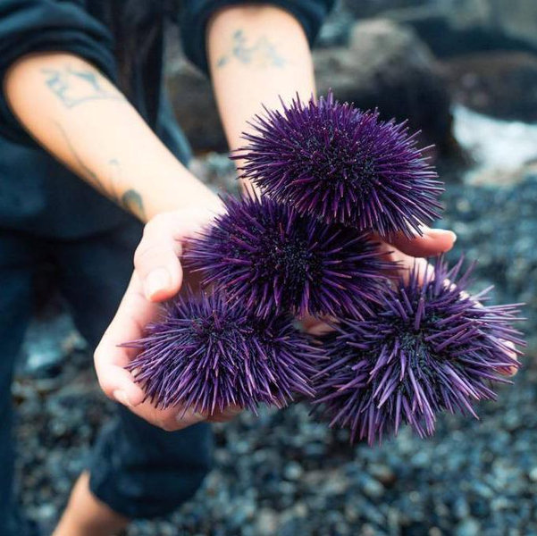 Sea Urchin Harvesting at Sea, Hokkaido
