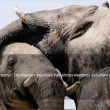 Elephant Sanctuary