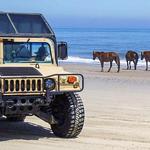 Wild Horse Adventure Tours