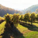 DuCard Vineyards