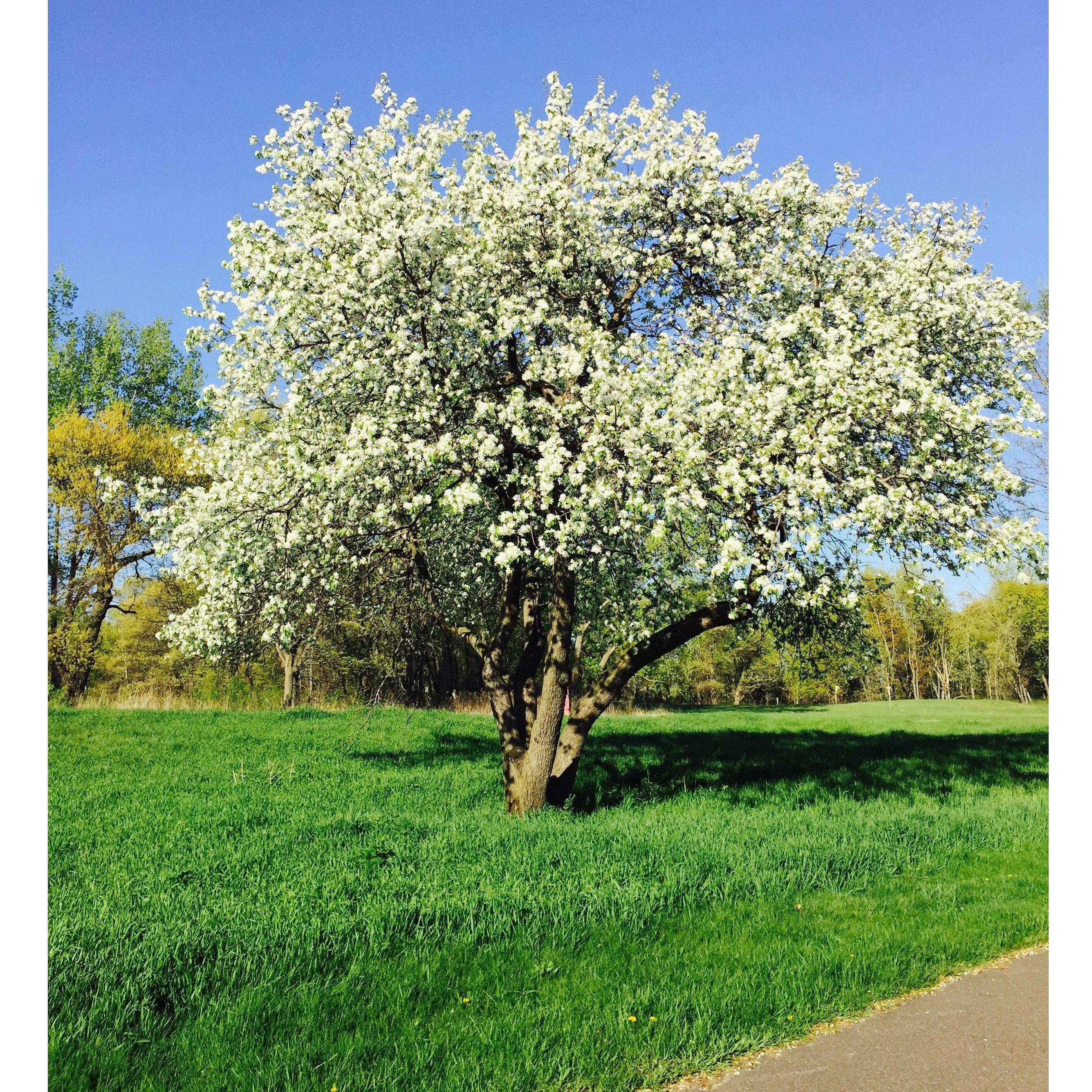 5/2/2016 
This tree signifies new love and beginning.  
The day we officially became a couple. ❤️