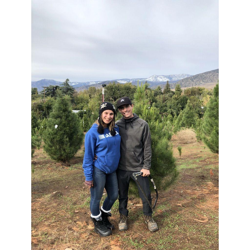 And Xmas tree cutting
