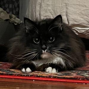 Pet Fund