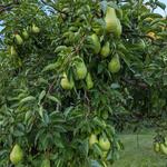 Neskowin Farmers Market
