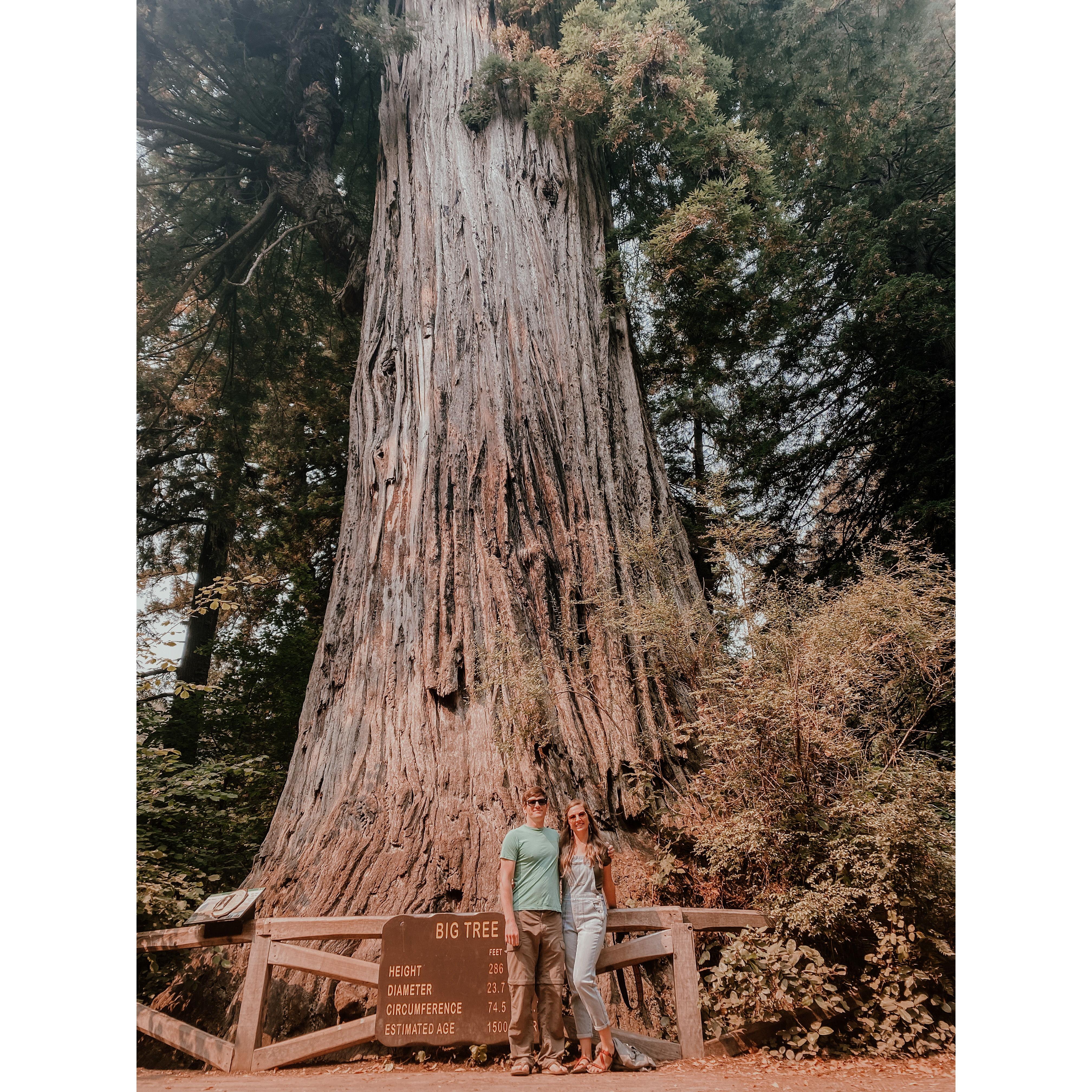 Redwood National Park