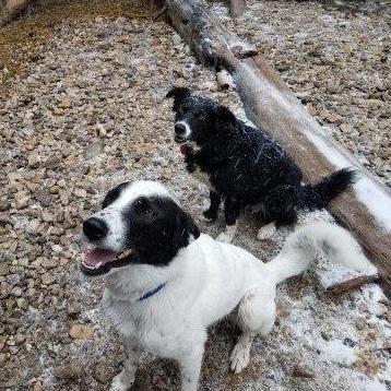 Susie and Willy, our fur-babies