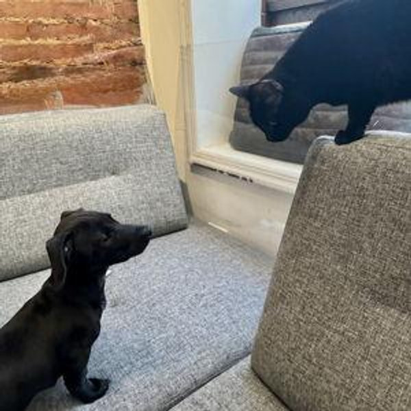 Hugo + Elvira Couples Therapy