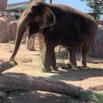 El Paso Zoo and Botanical Gardens