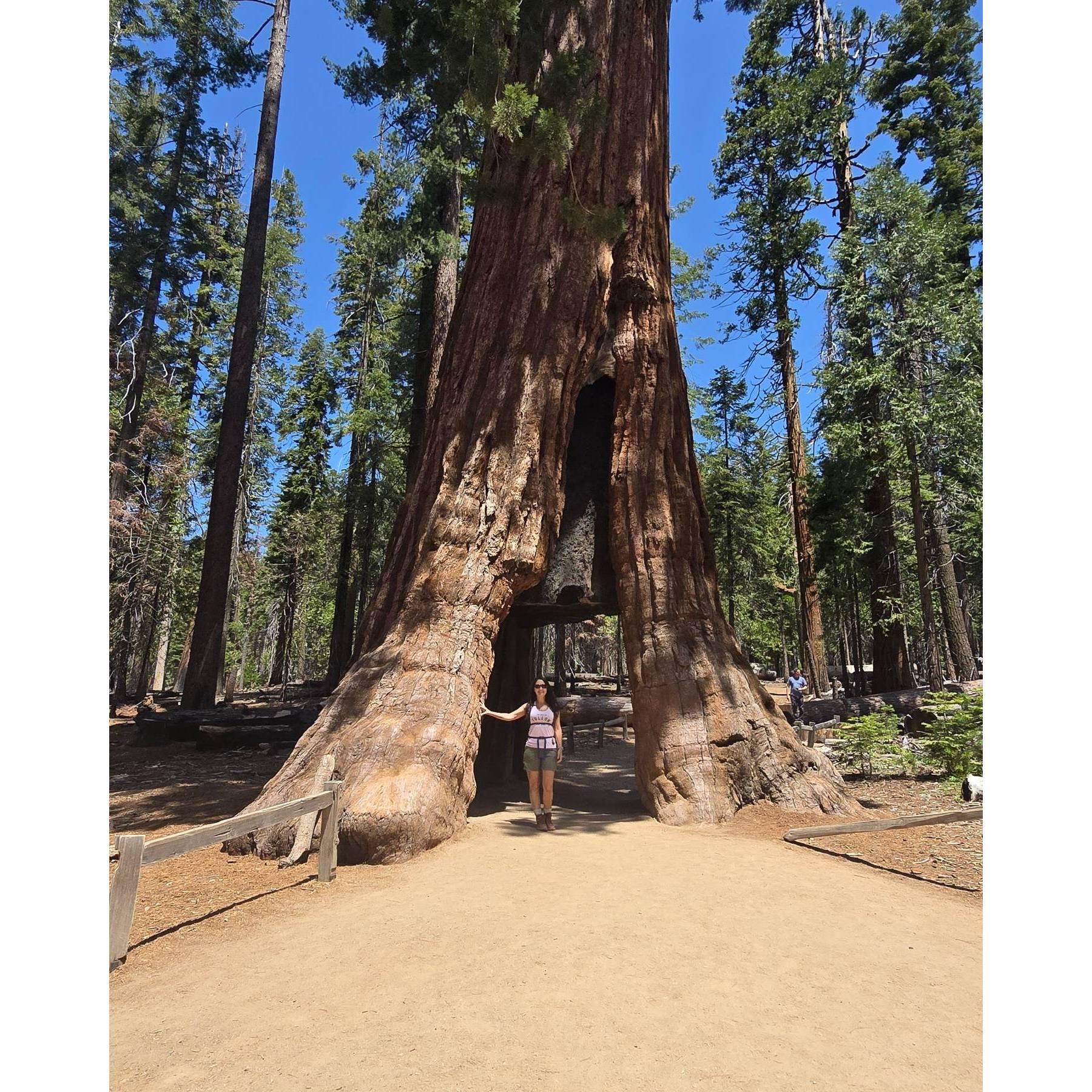 Mariposa Grove, Yosemite