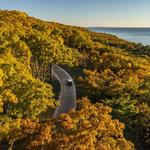 Tunnel of Trees
