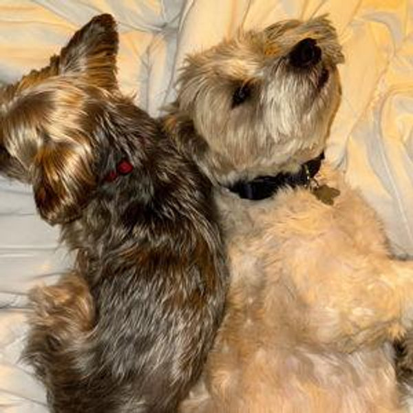 Doggy Hotel for Honeymoon