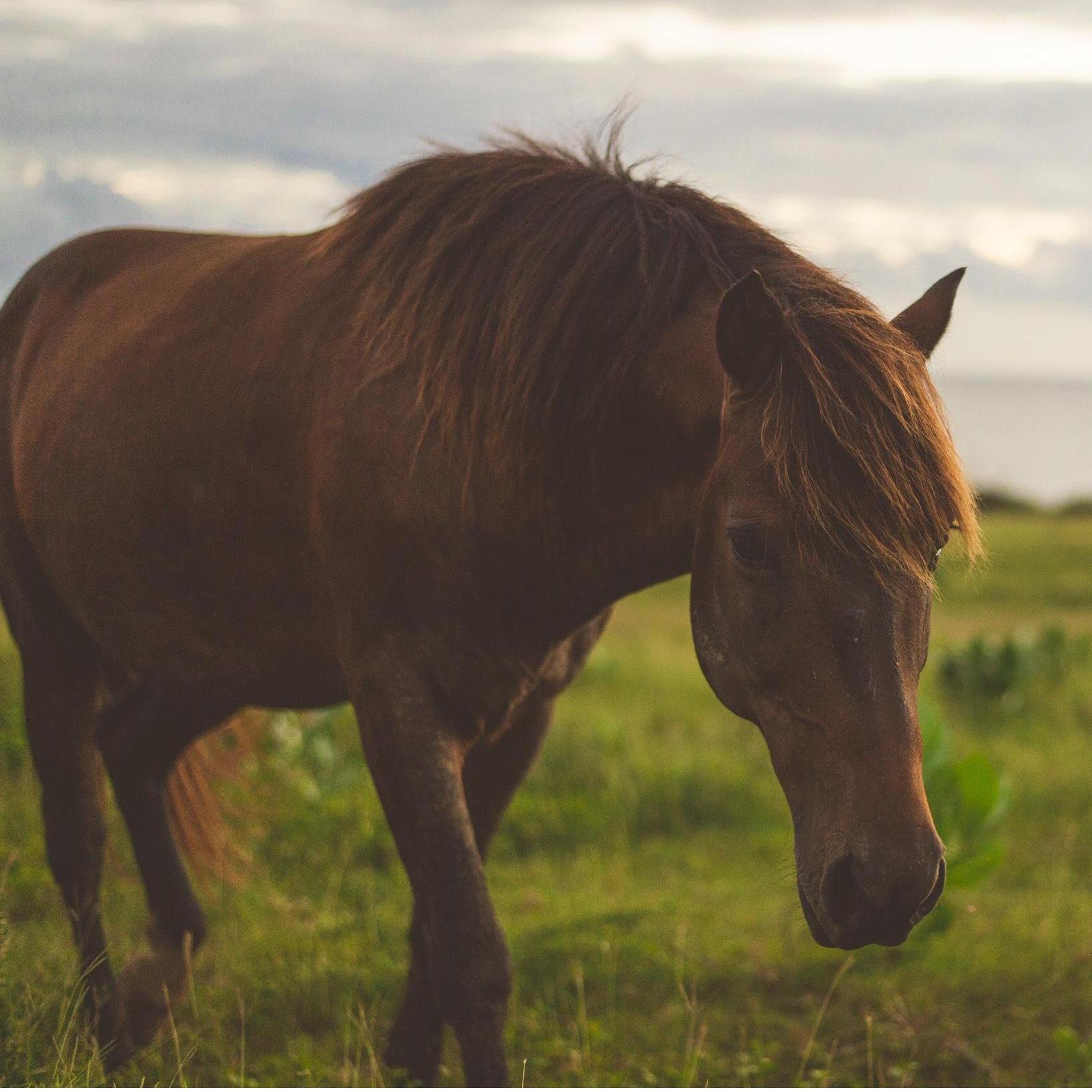 Vieques is home to thousands of local, wild horses. Watch out for them as you explore the island!