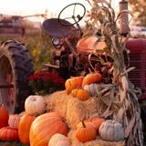 Glen Ray's Corn Maze and Pumpkin Patch