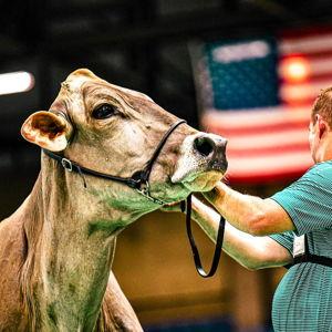 Show Cow Fund