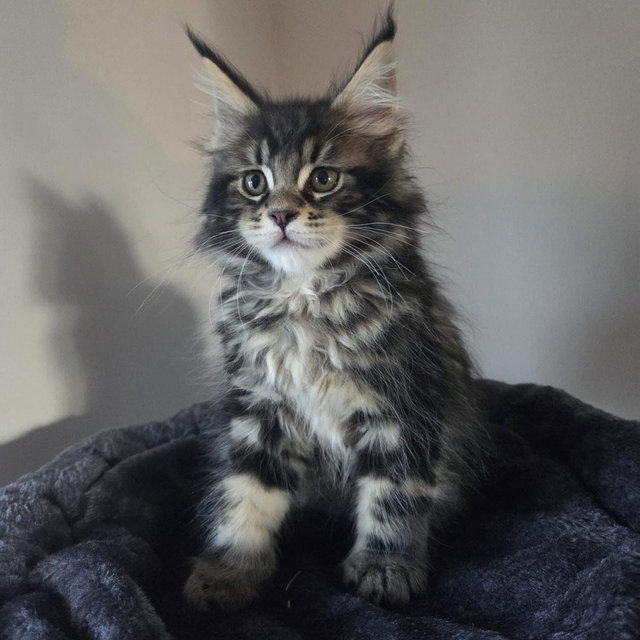 Maine Coon Fund