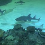 Shark Reef Aquarium at Mandalay Bay