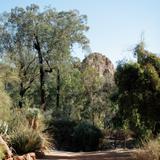 Boyce Thompson Arboretum