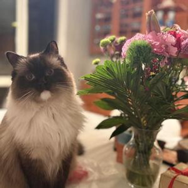 "We're Away", Cat Sitter Fund