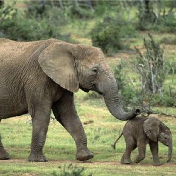 South African Safari Honeymoon