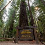 Armstrong Redwoods State Natural Reserve