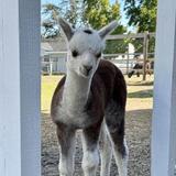 Ogden Alpacas