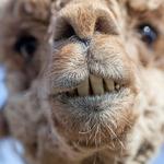 Buck Brook Alpacas