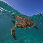 Half-Day Sea Turtle and Cenote Snorkeling Tour