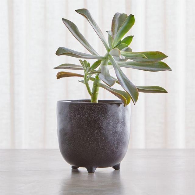 Vaquita Small Black Footed Planter