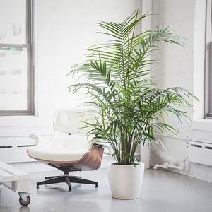 Majesty Palm Classico 14"