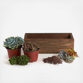 10-Piece 12" Wood Succulent Planter DIY Kit