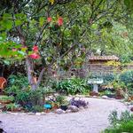 Tucson Botanical Gardens