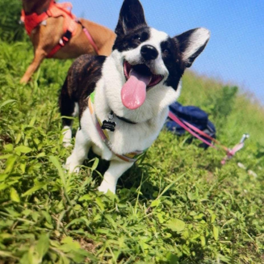 Our little pack!