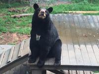 Bear Hollow Wildlife Trail