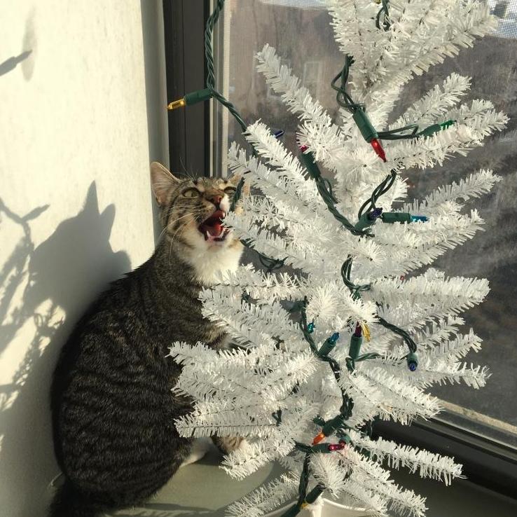 Daisy's first Christmas