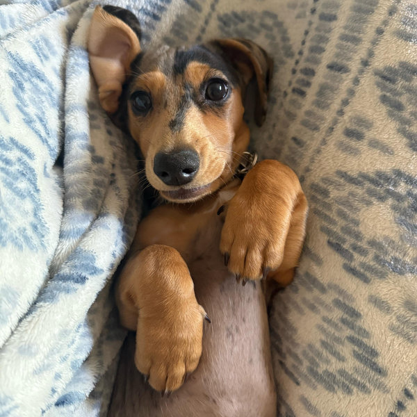 Palmers Fund (toys,treats,grooming)