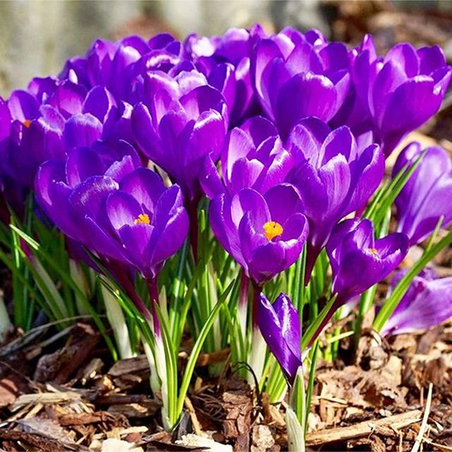 UtopiaSeeds 10 Purple Crocus Corms - Spring Blooming - Crocus Bulbs Remembrance