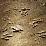 Dinosaur State Park