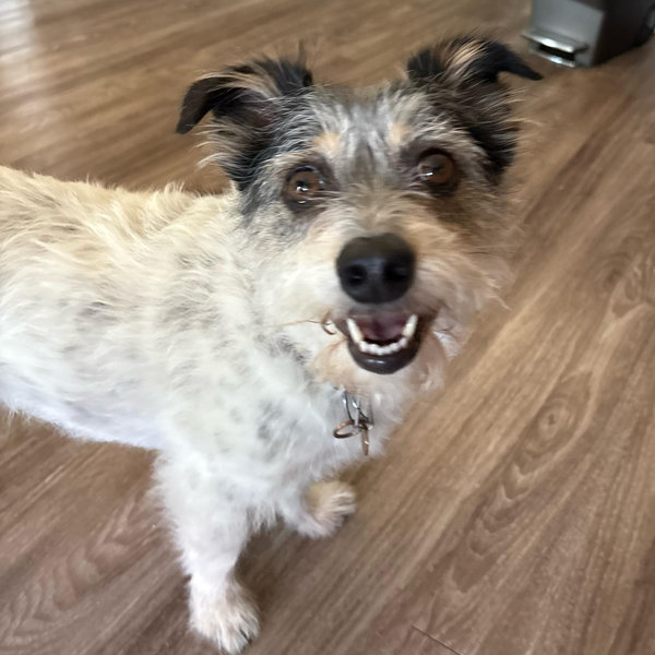 Donate to the Pups!