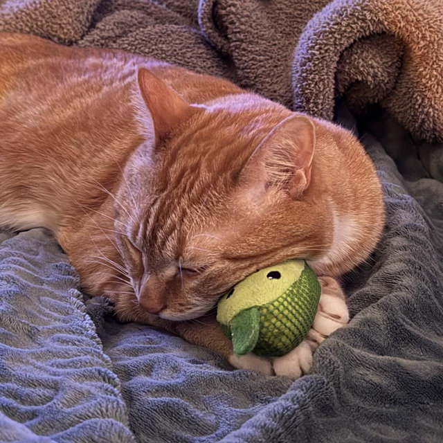 Our Pet Toy Fund