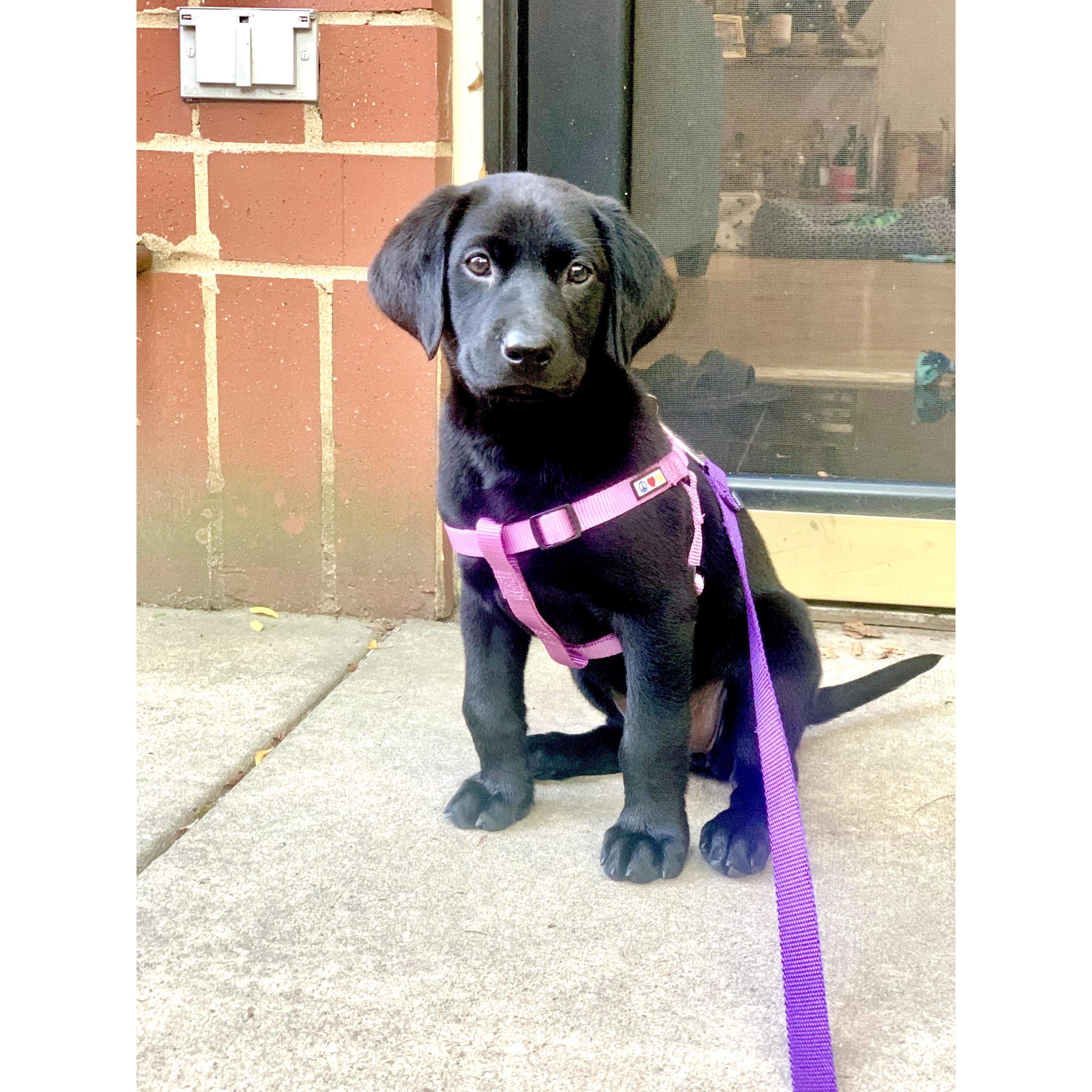 2020 - When we brought Lilly home!!
