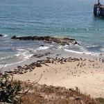 Carpinteria Seal Sanctuary public parking