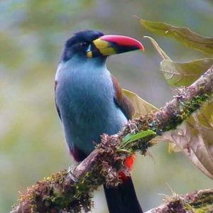 Guided Bird Watching Tour for Two