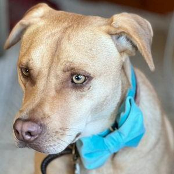 Pet sitter for Saturn