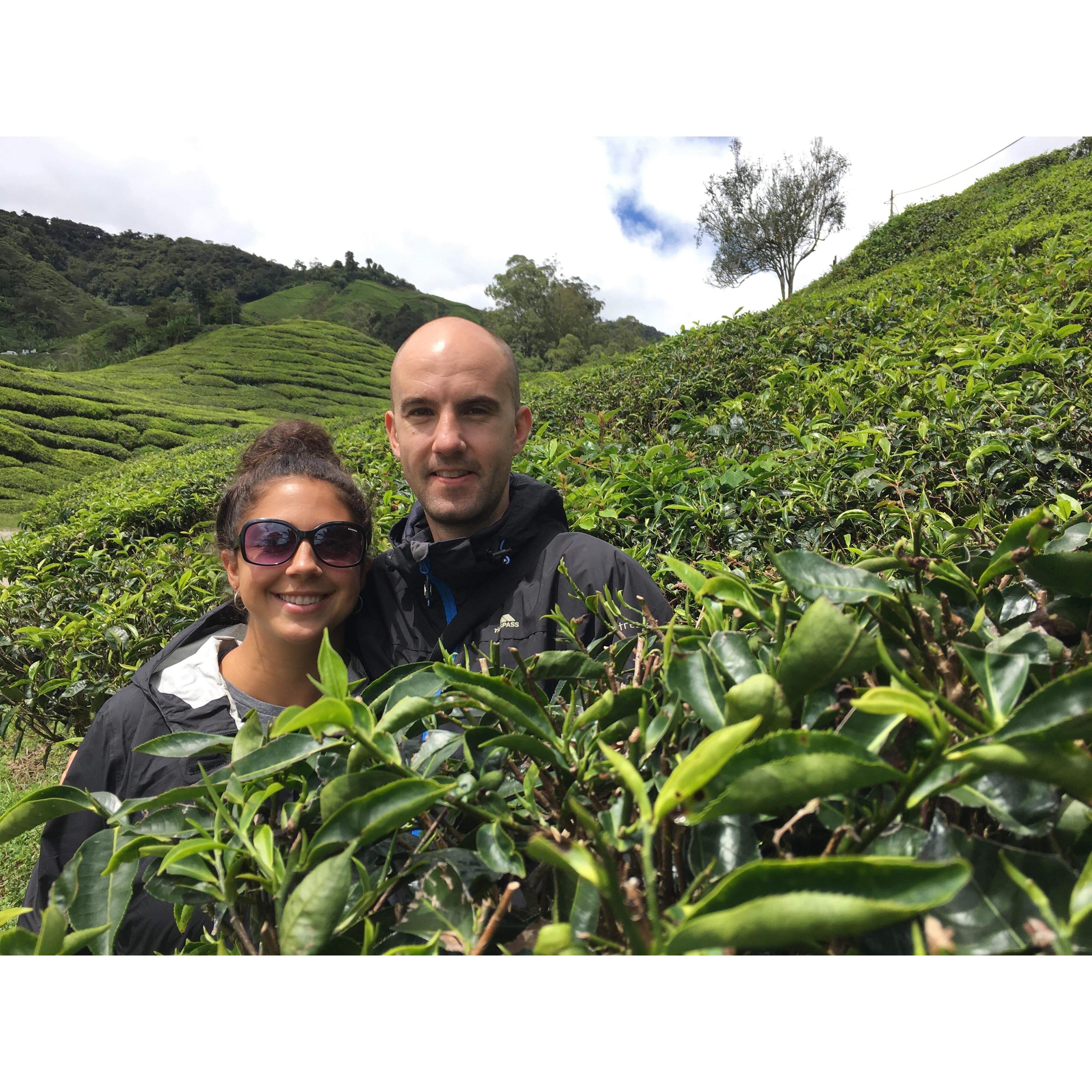 Cameron Highlands, Malaysia