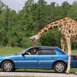 Lion Country Safari
