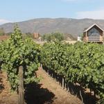 Tour to Valle de Guadalupe. Vinyards. Transportation included.